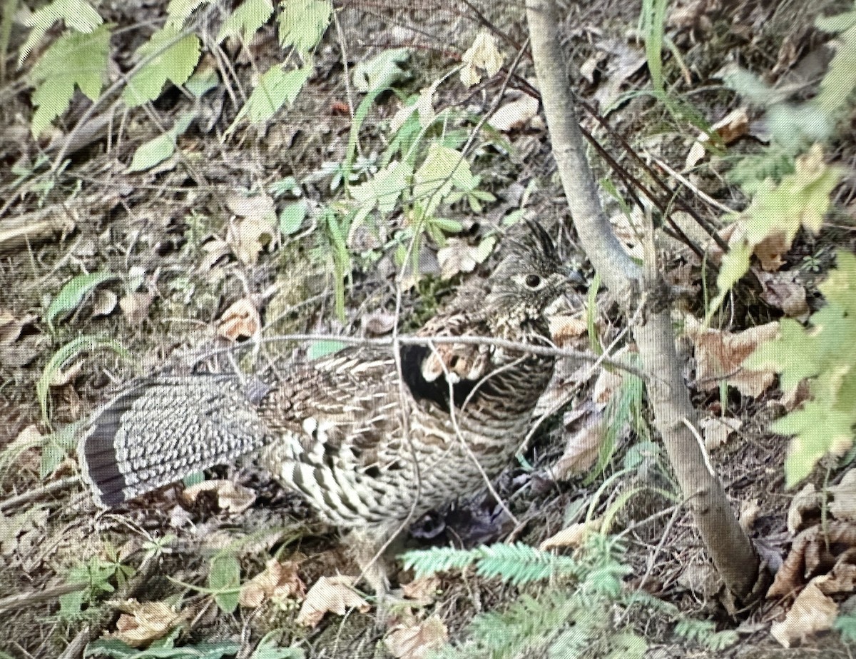 Ruffed Grouse - ML624047665