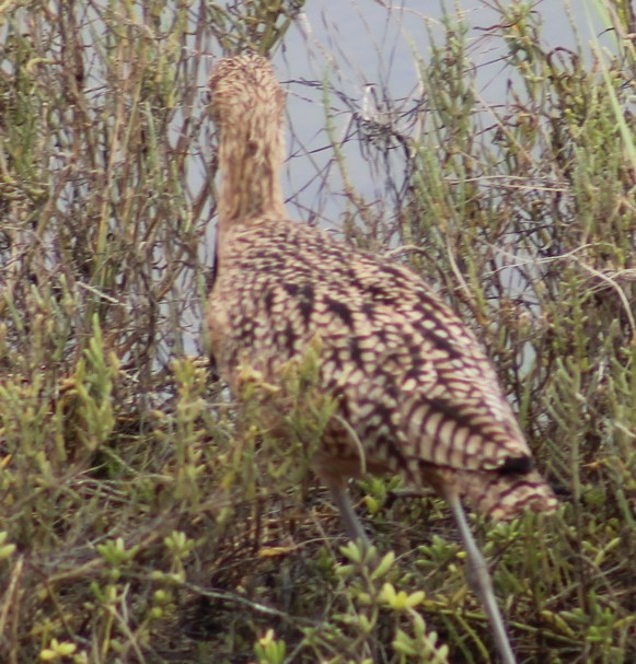 Long-billed Curlew - ML624047703