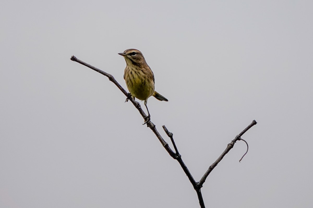 Palm Warbler - ML624047705