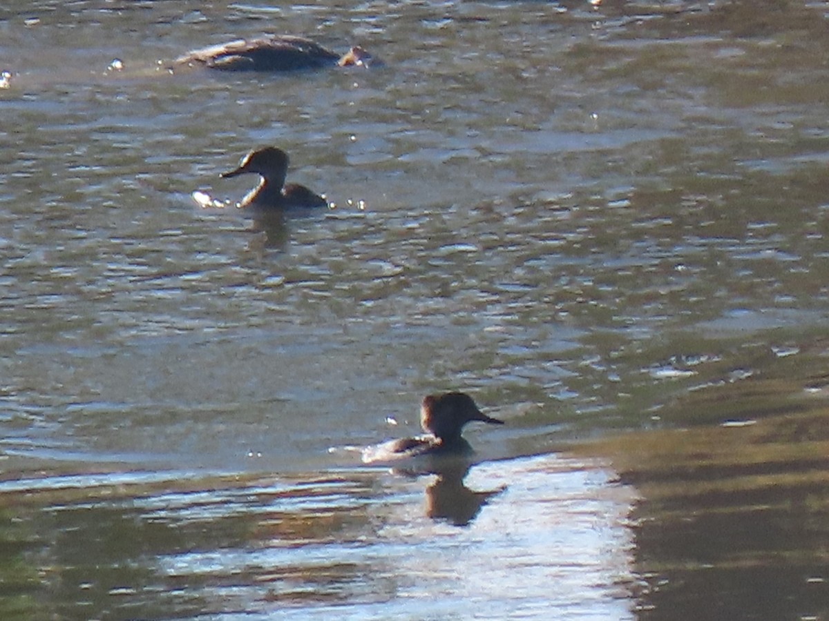 Hooded Merganser - ML624047709