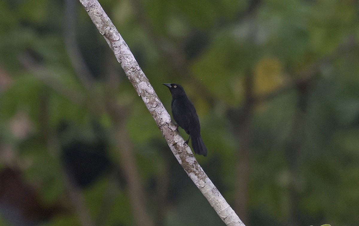 Pale-eyed Blackbird - ML624047710