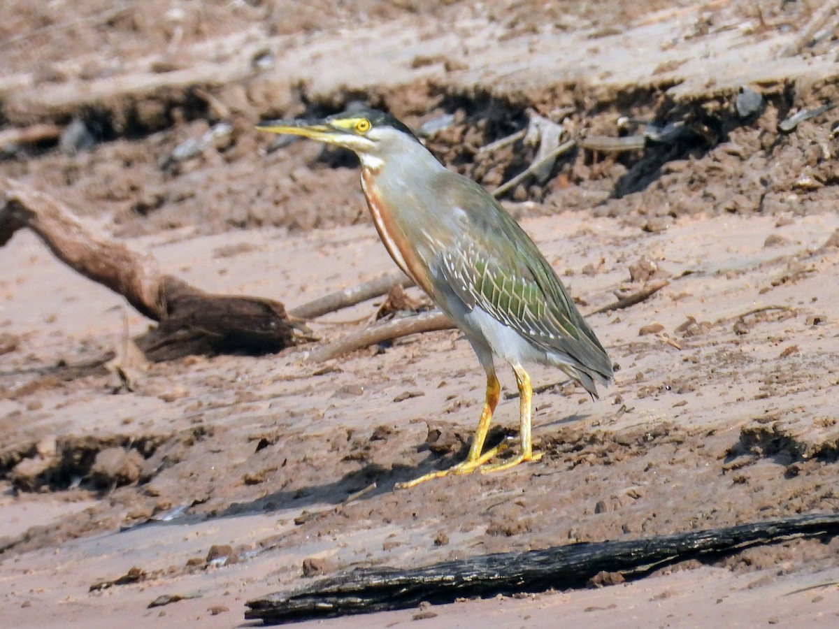 Striated Heron - ML624047712