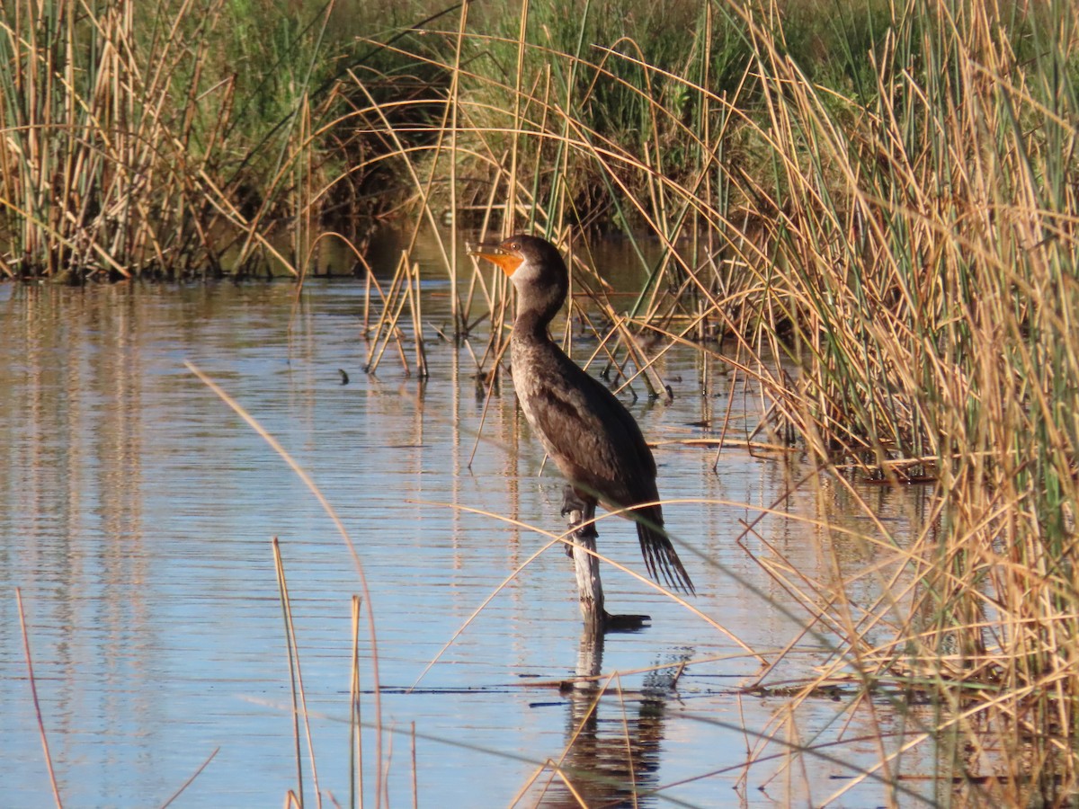 Double-crested Cormorant - ML624047713