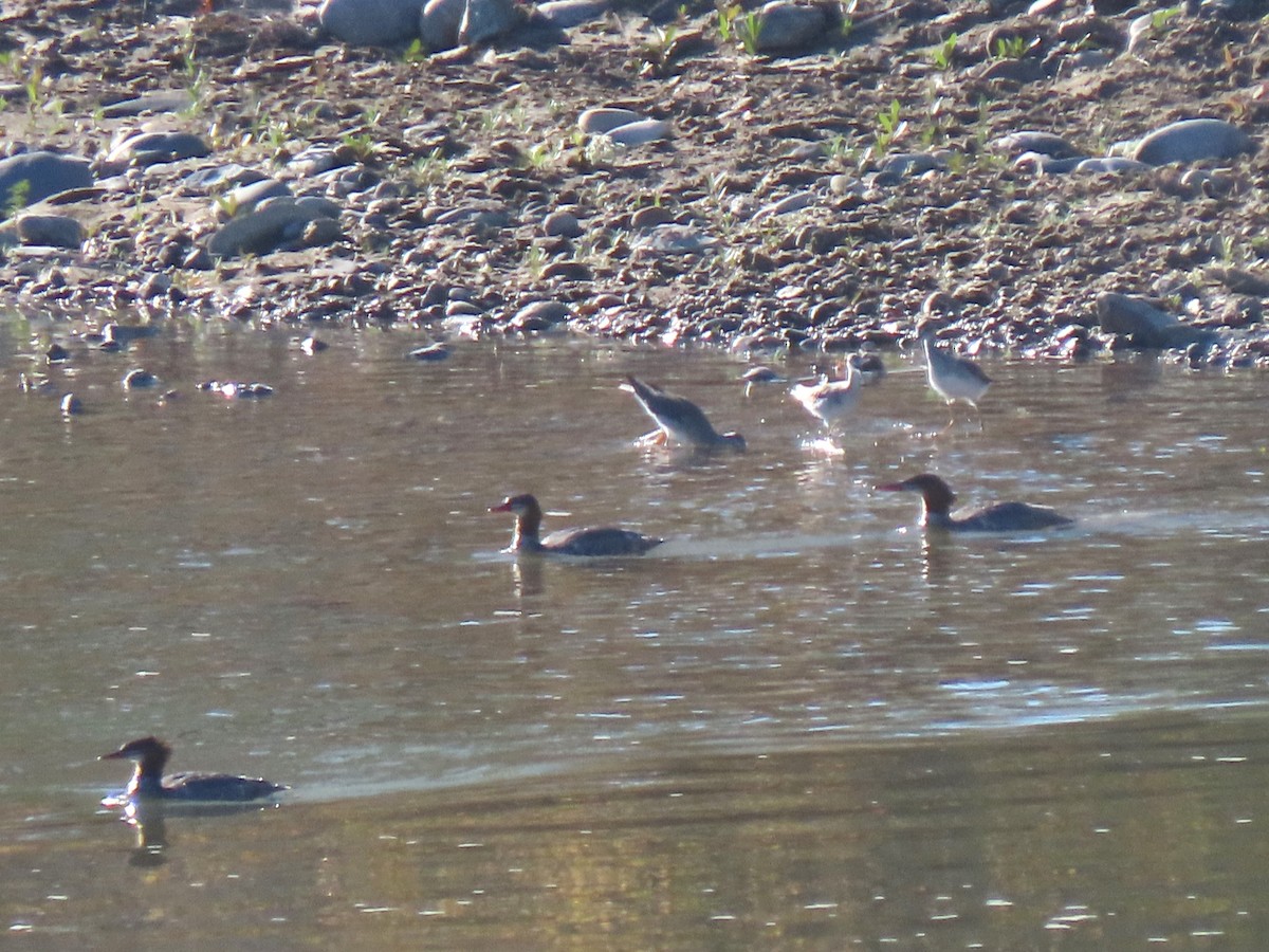 Common Merganser - ML624047714