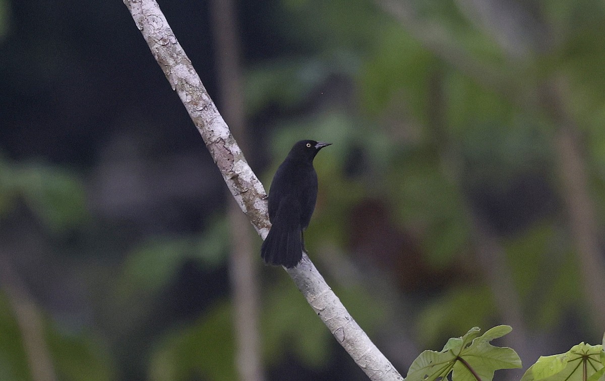 Pale-eyed Blackbird - ML624047716