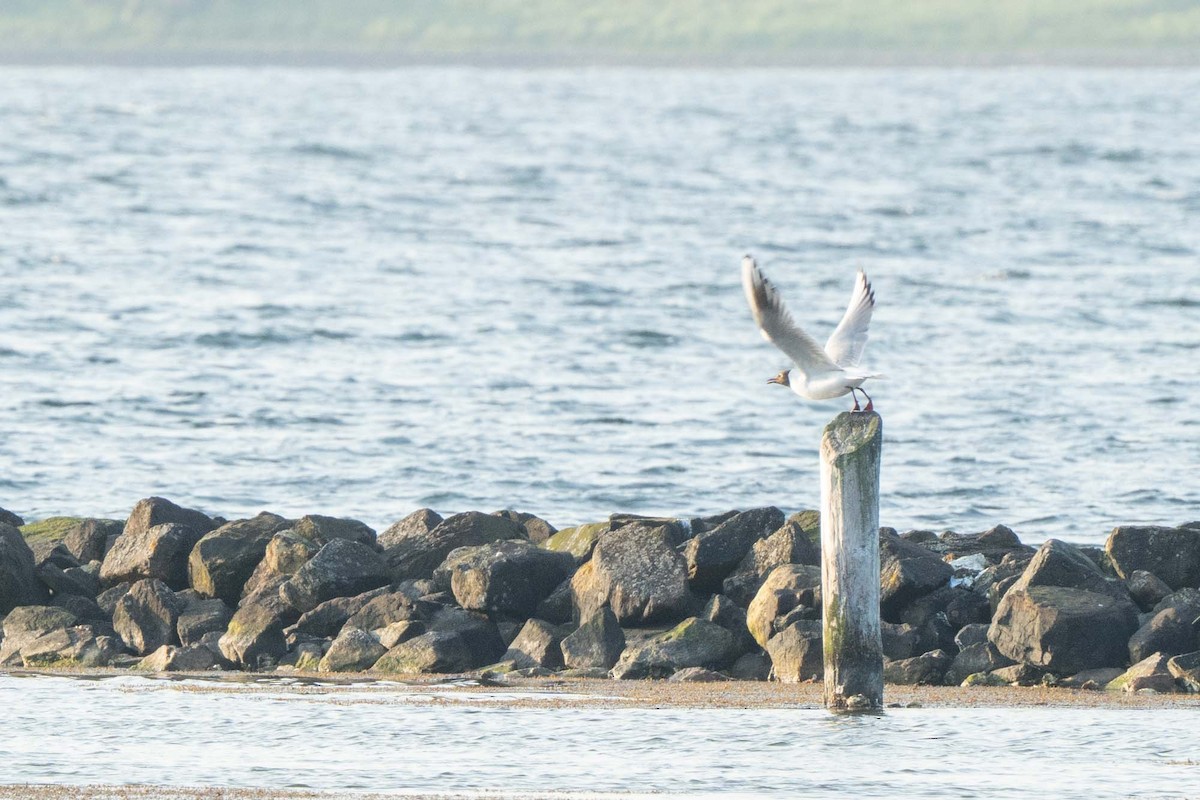 Black-headed Gull - steppeland - lutgarde De Brouwer