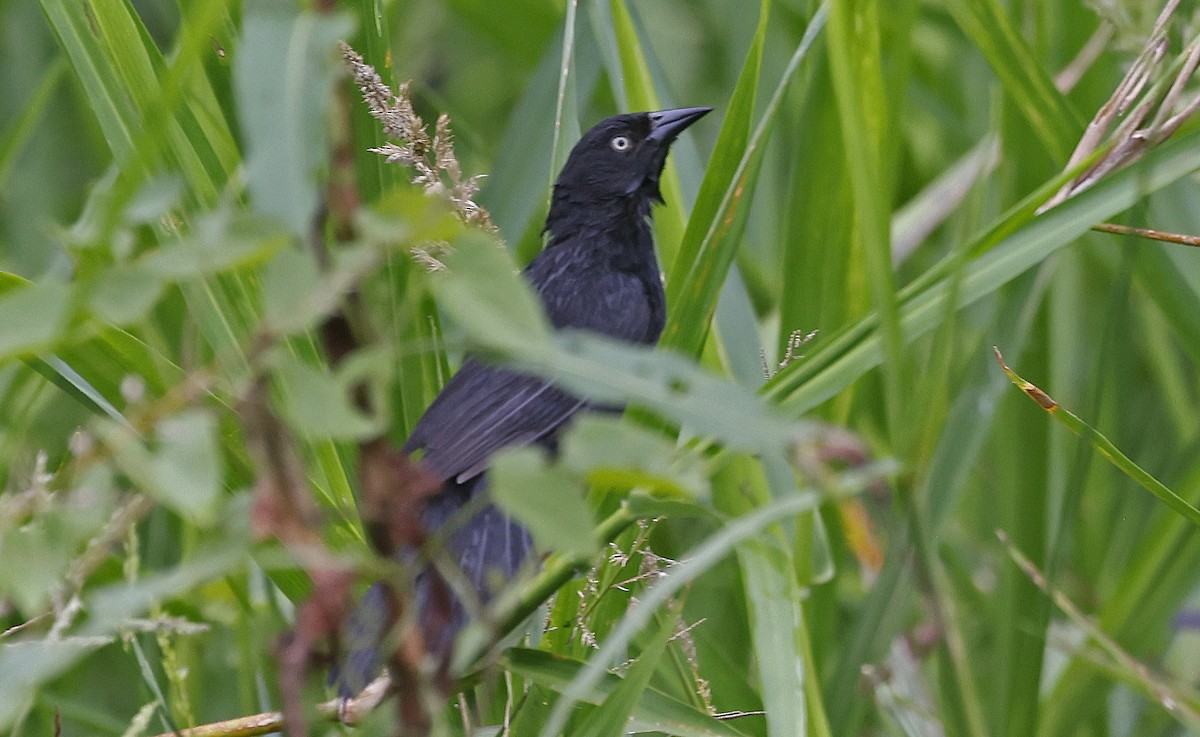 Pale-eyed Blackbird - ML624047720