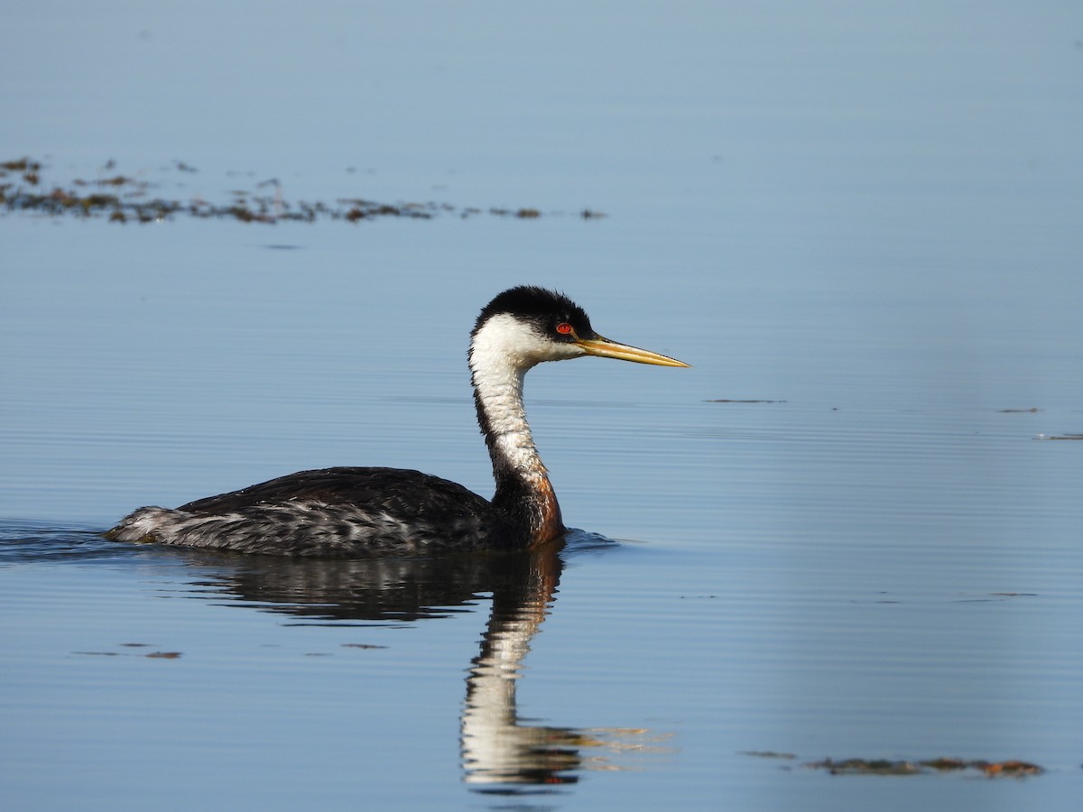 Western Grebe - ML624047723