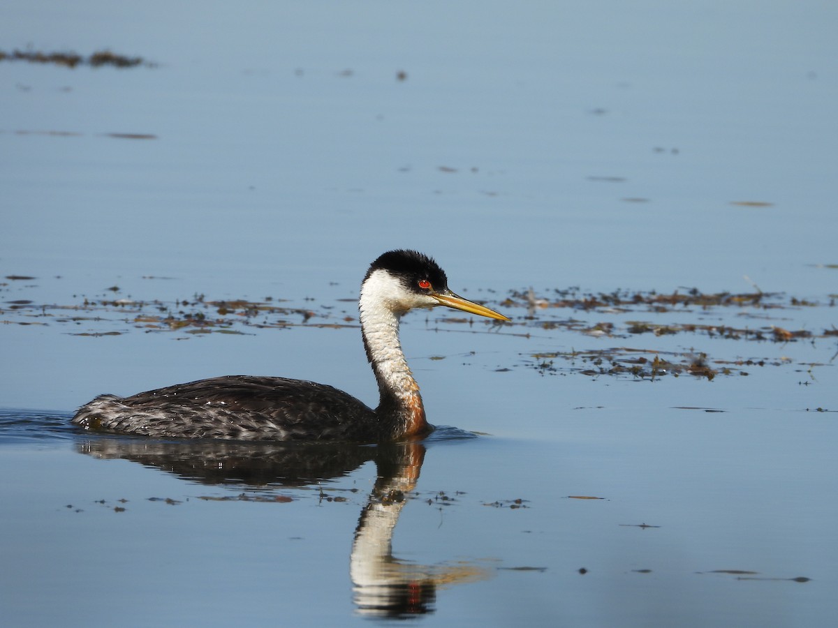 Western Grebe - ML624047726