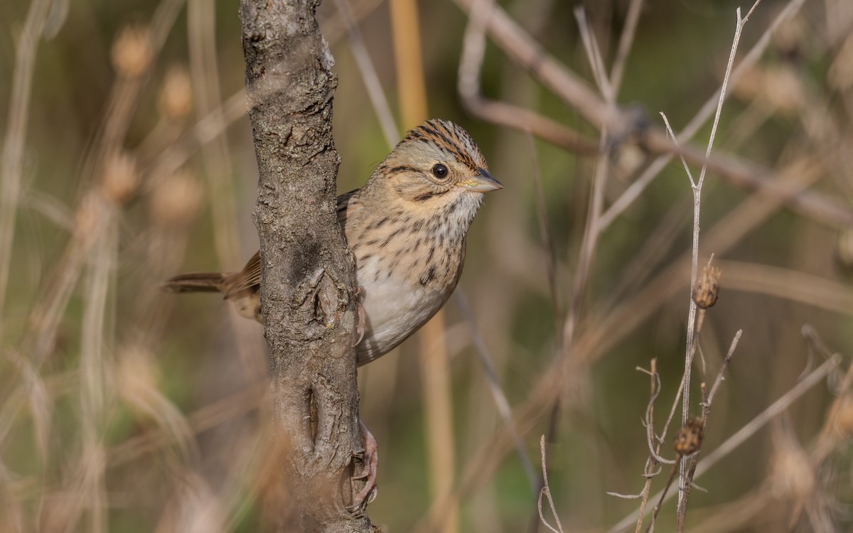 Lincoln's Sparrow - ML624047733