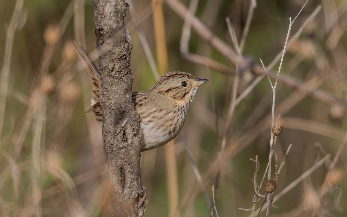 Lincoln's Sparrow - ML624047736