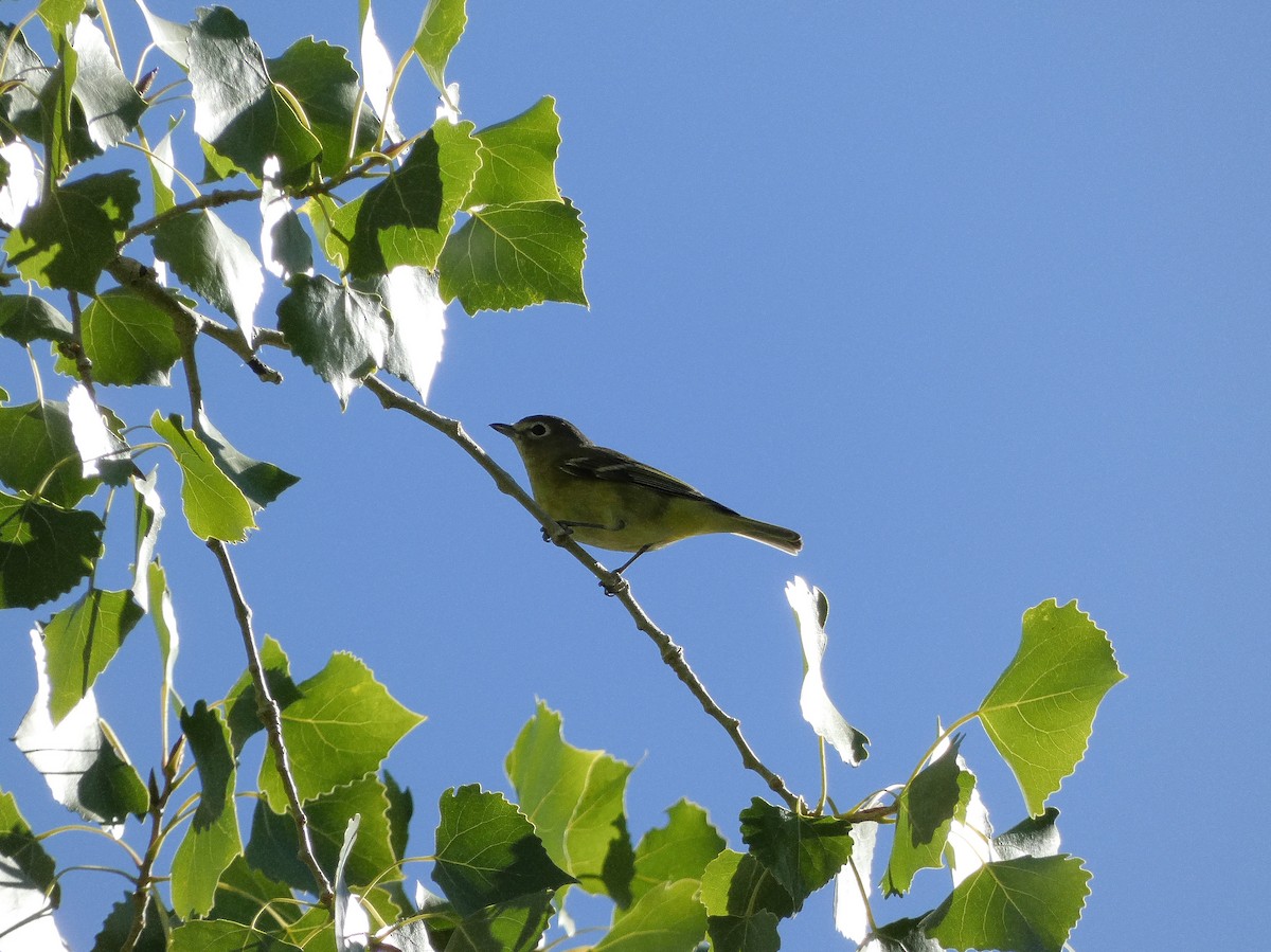 Cassin's Vireo - ML624047743