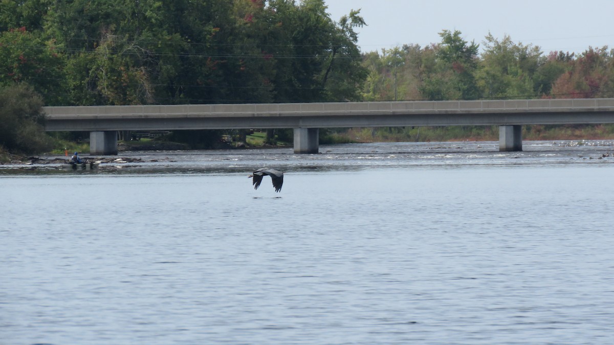 Great Blue Heron - ML624047787