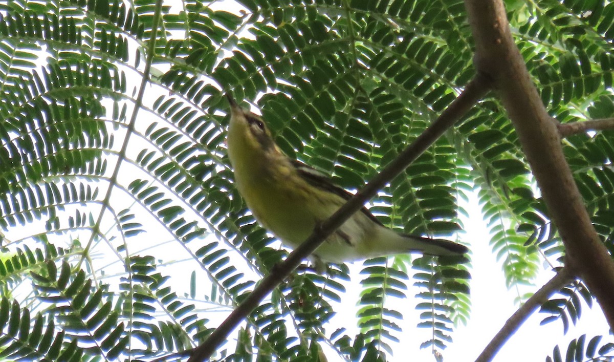 Blackburnian Warbler - ML624047806