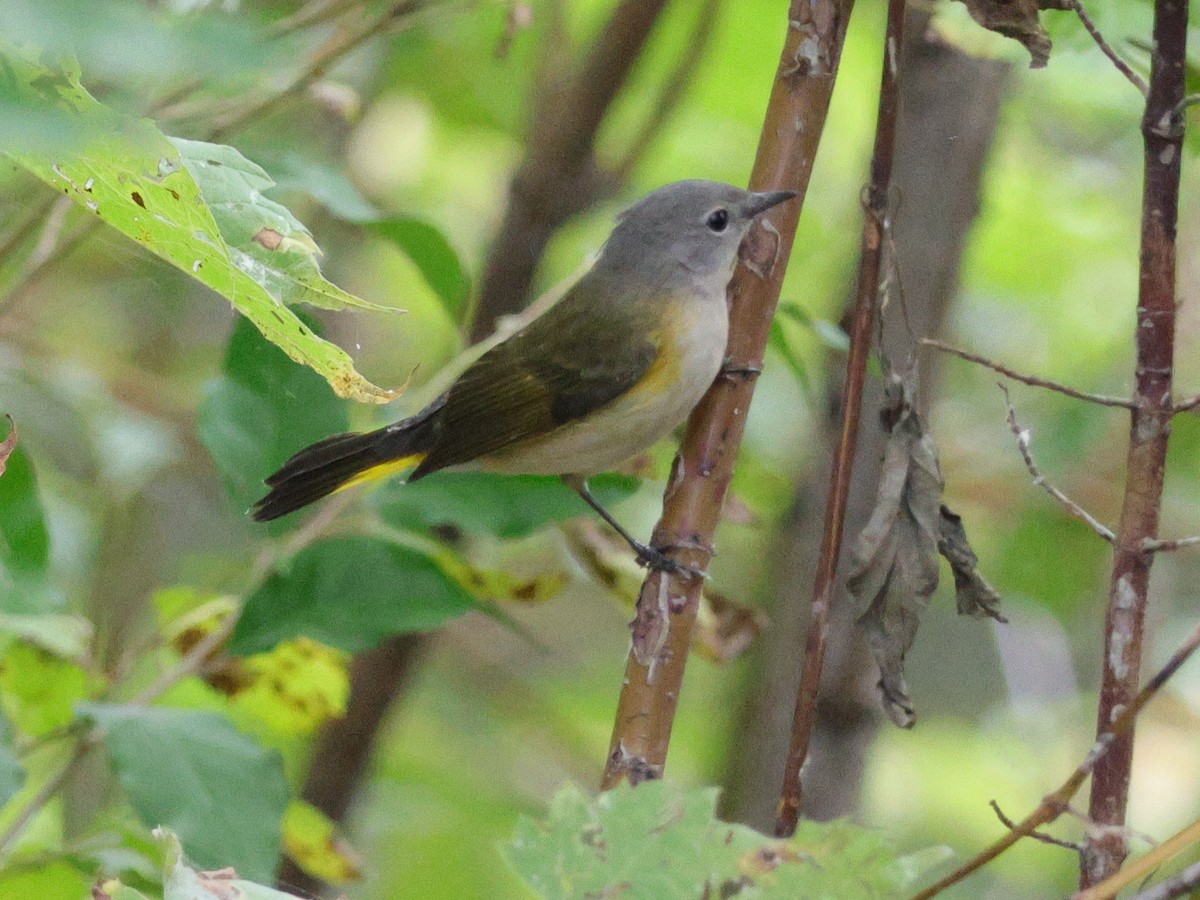 American Redstart - ML624047818