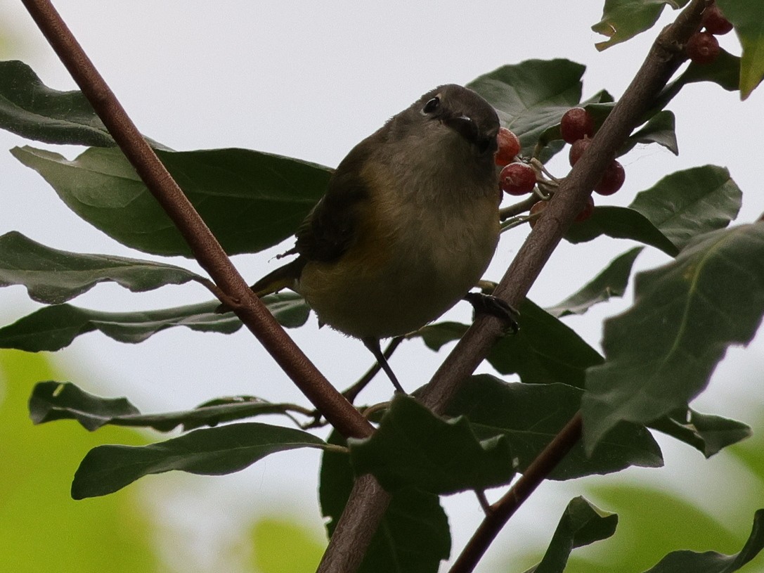 American Redstart - ML624047819