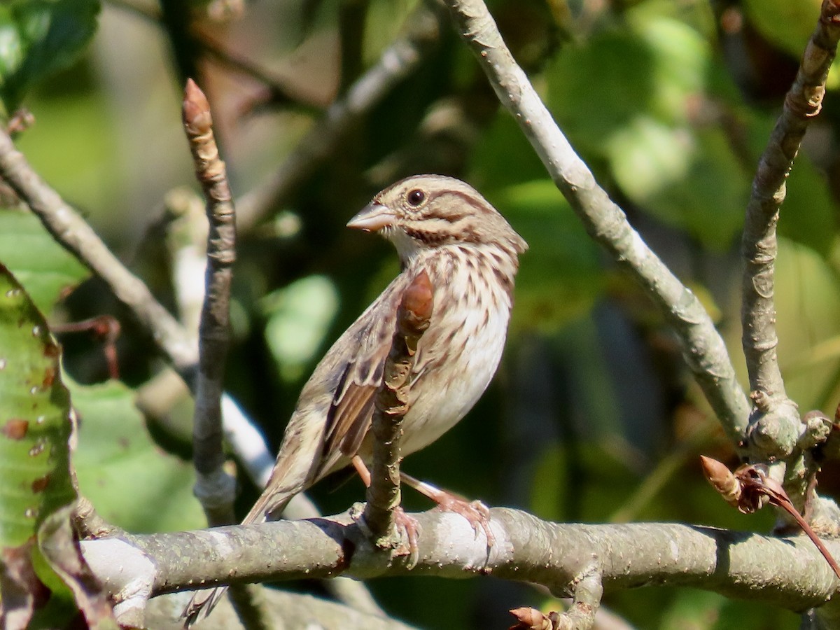 new world sparrow sp. - ML624047843