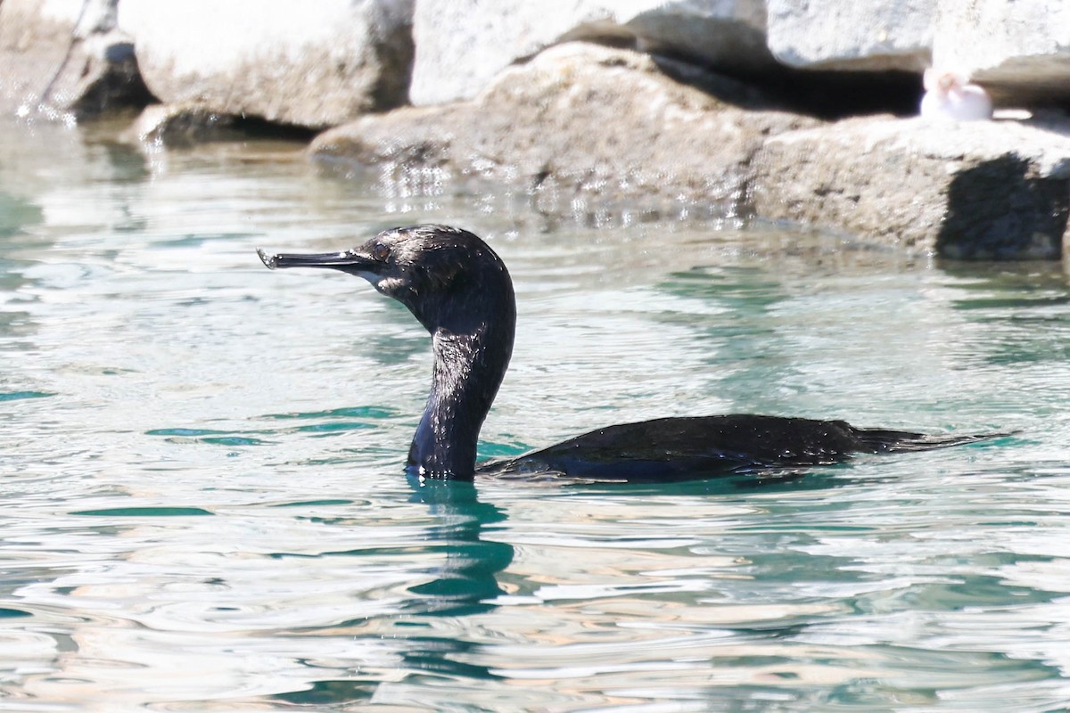 Pelagic Cormorant - ML624047852