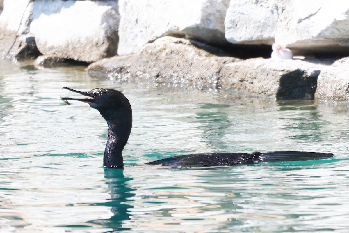 Pelagic Cormorant - ML624047858