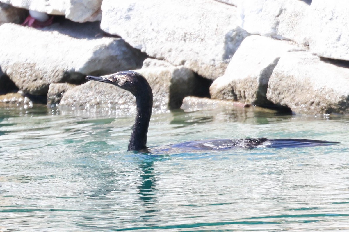 Pelagic Cormorant - ML624047861