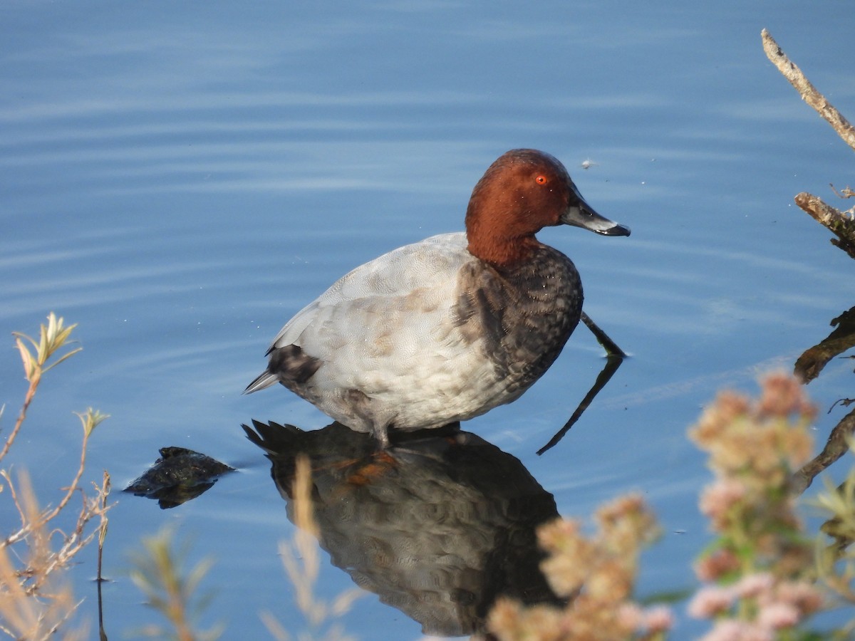 Common Pochard - ML624047881