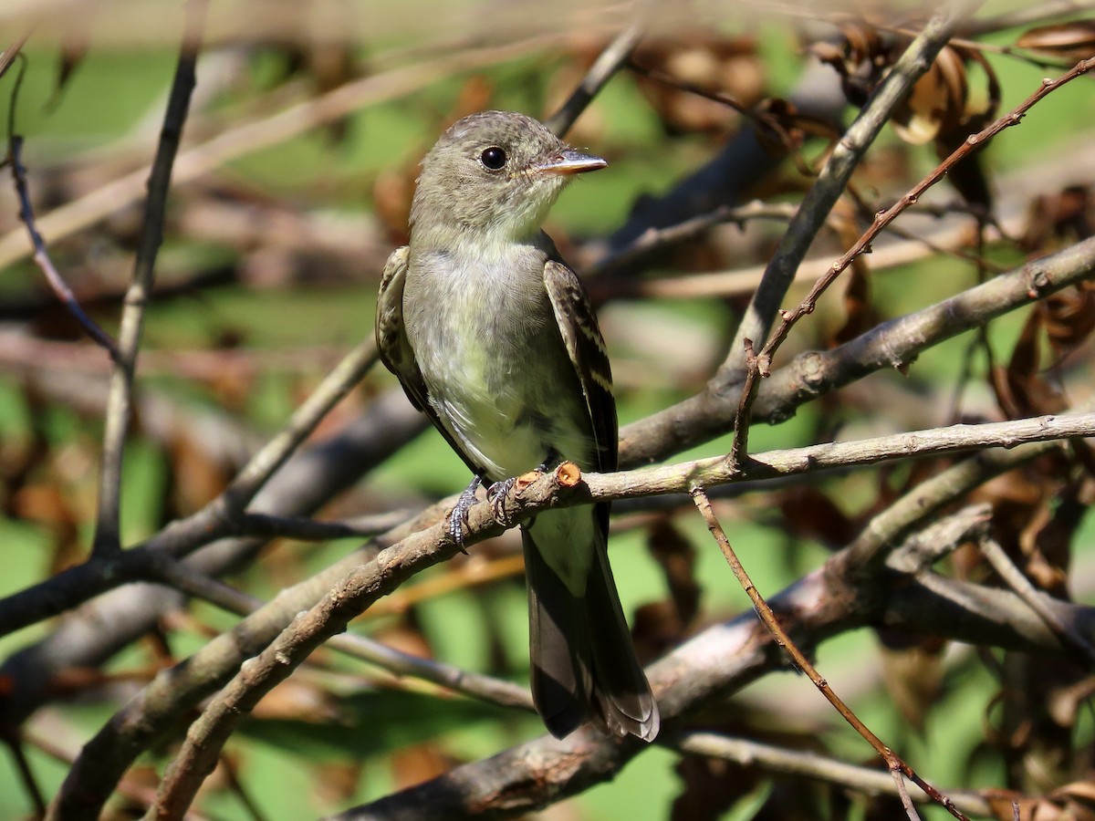 Eastern Wood-Pewee - Eric Setterberg