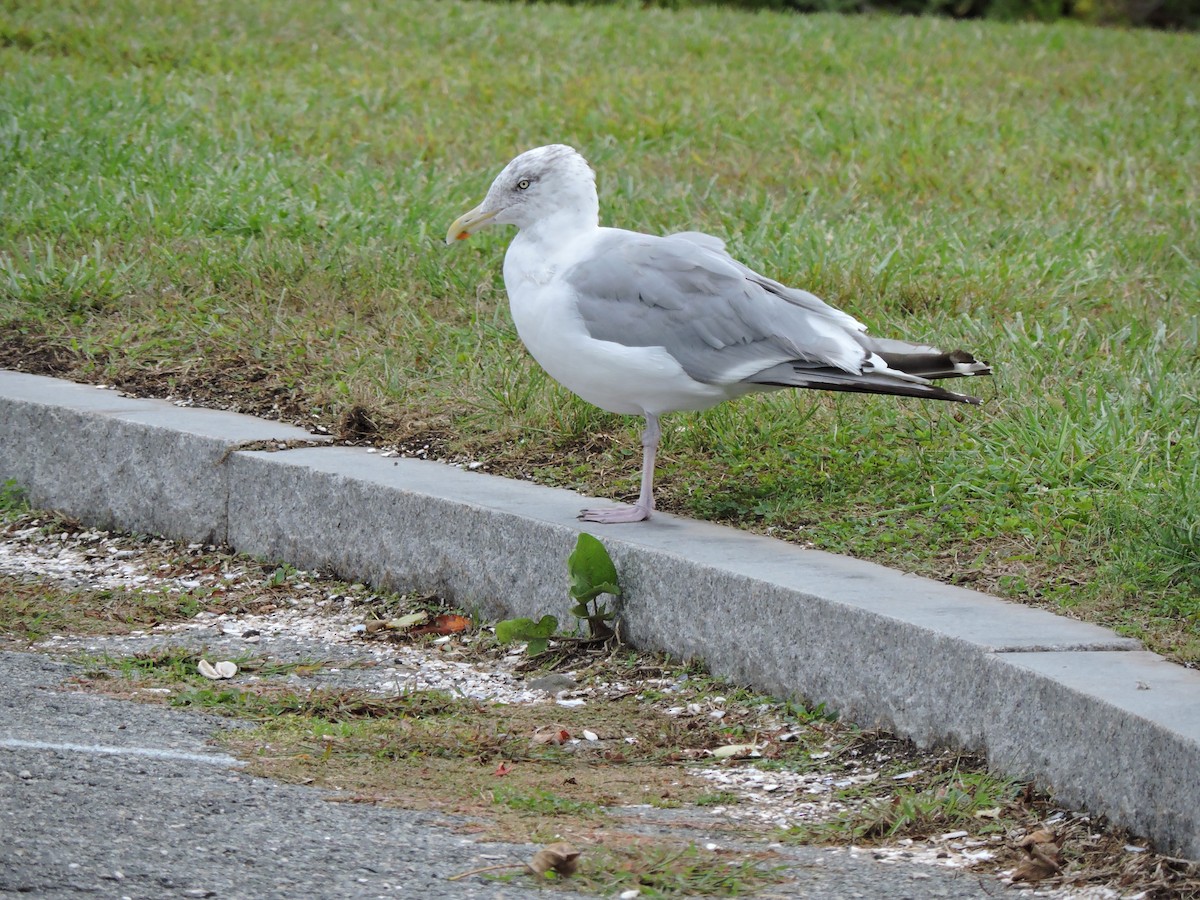 Goéland argenté - ML624047883