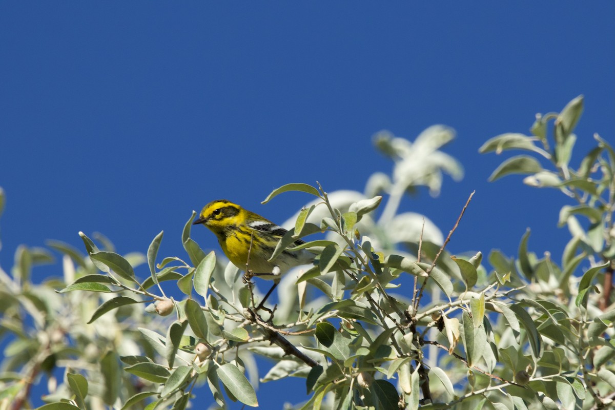 Townsend's Warbler - Deanna McLaughlin