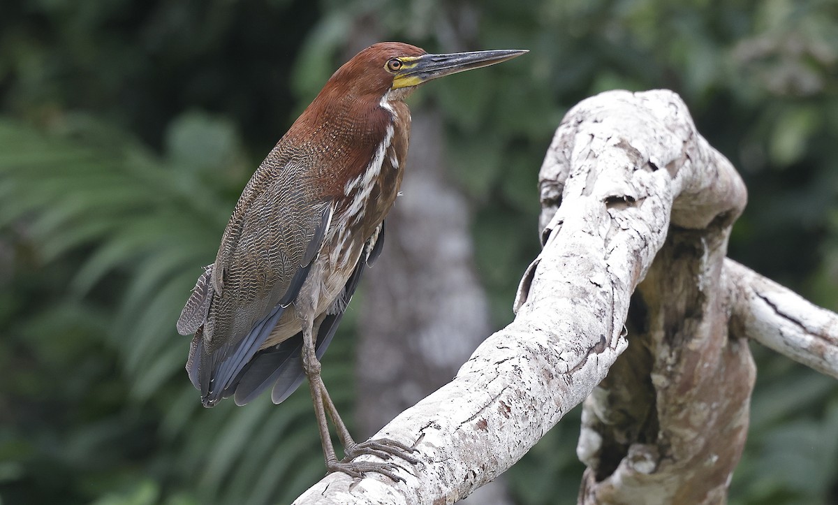 Rufescent Tiger-Heron - Paul Chapman