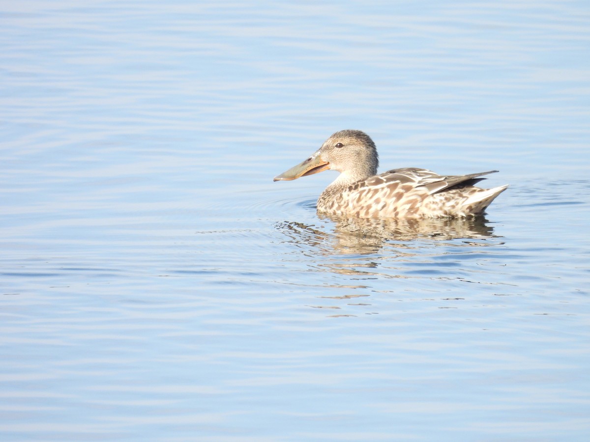 Northern Shoveler - ML624047894