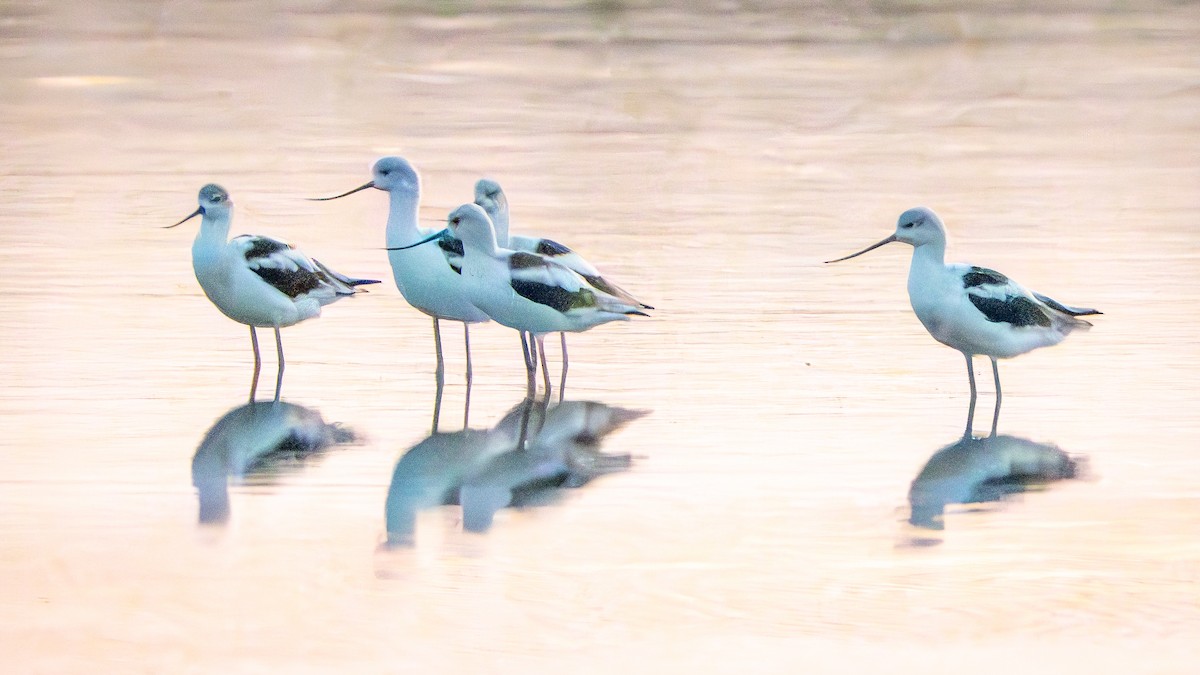 Avocette d'Amérique - ML624047896