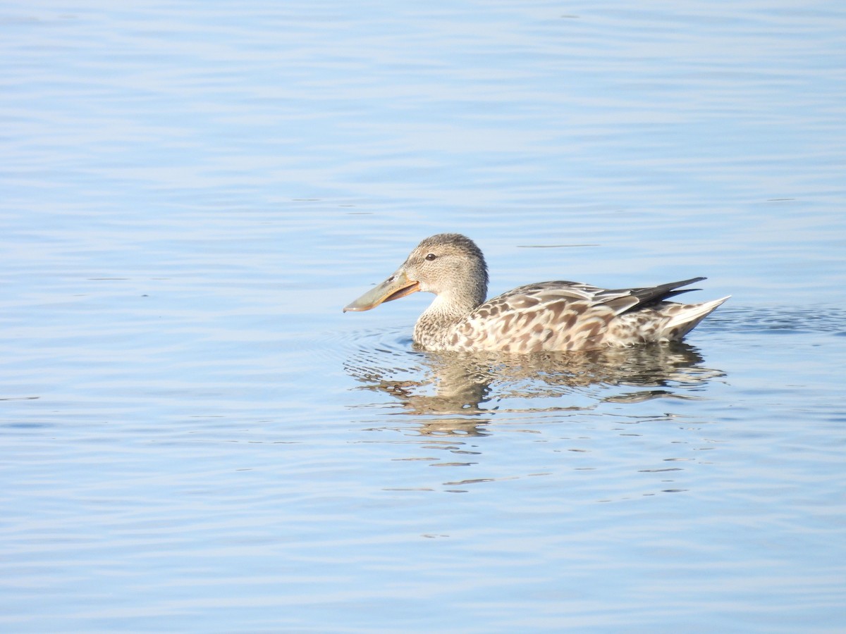 Northern Shoveler - ML624047900