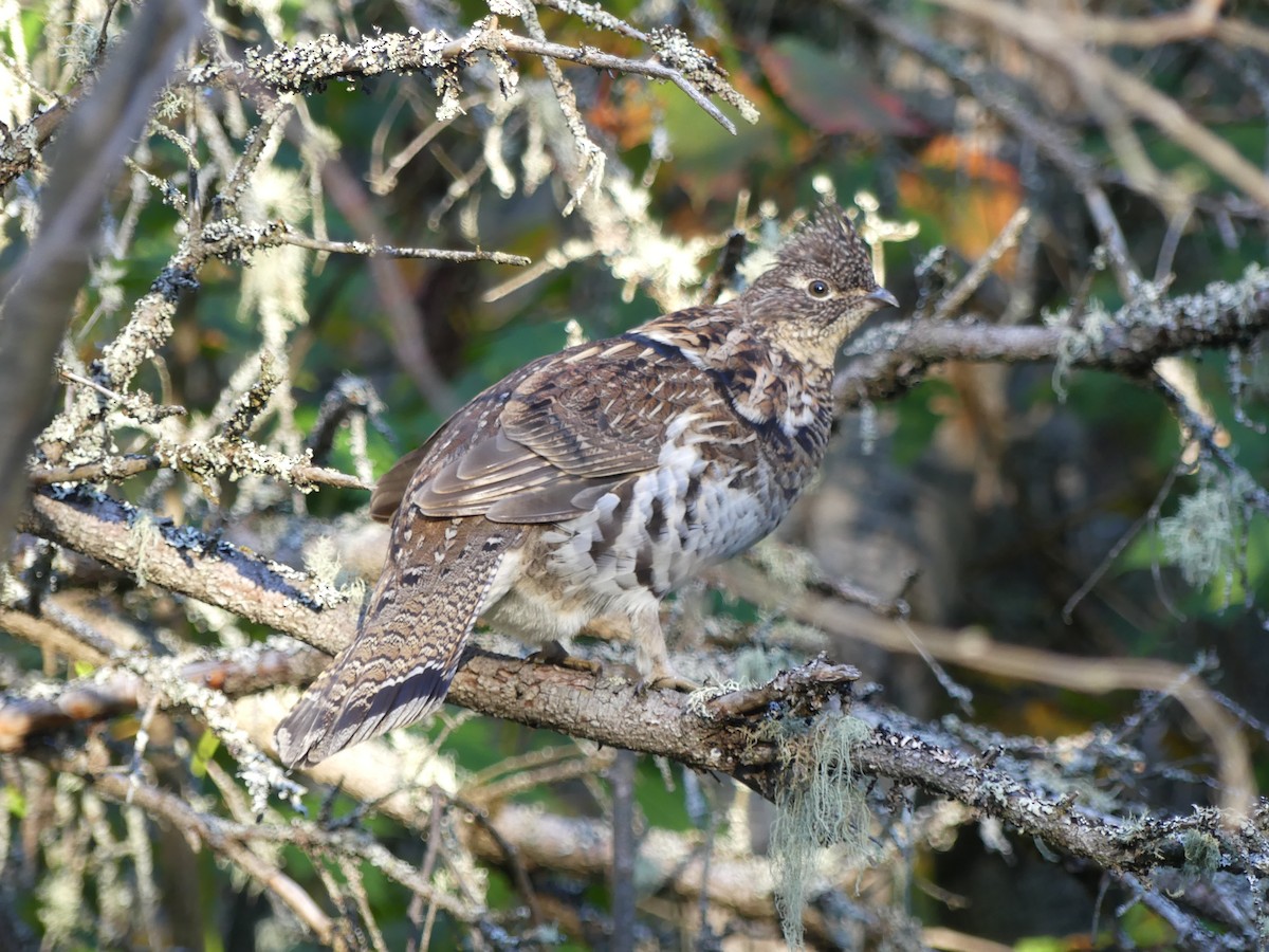 Ruffed Grouse - ML624047906