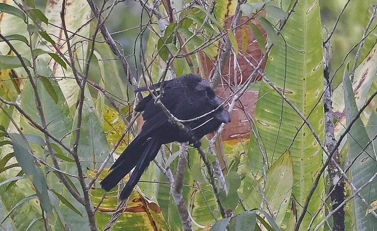 Smooth-billed Ani - ML624047914