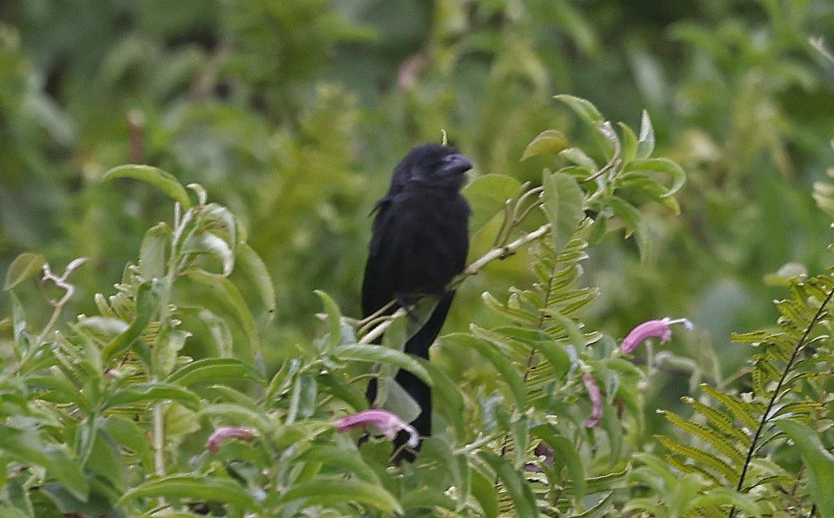 Smooth-billed Ani - ML624047916