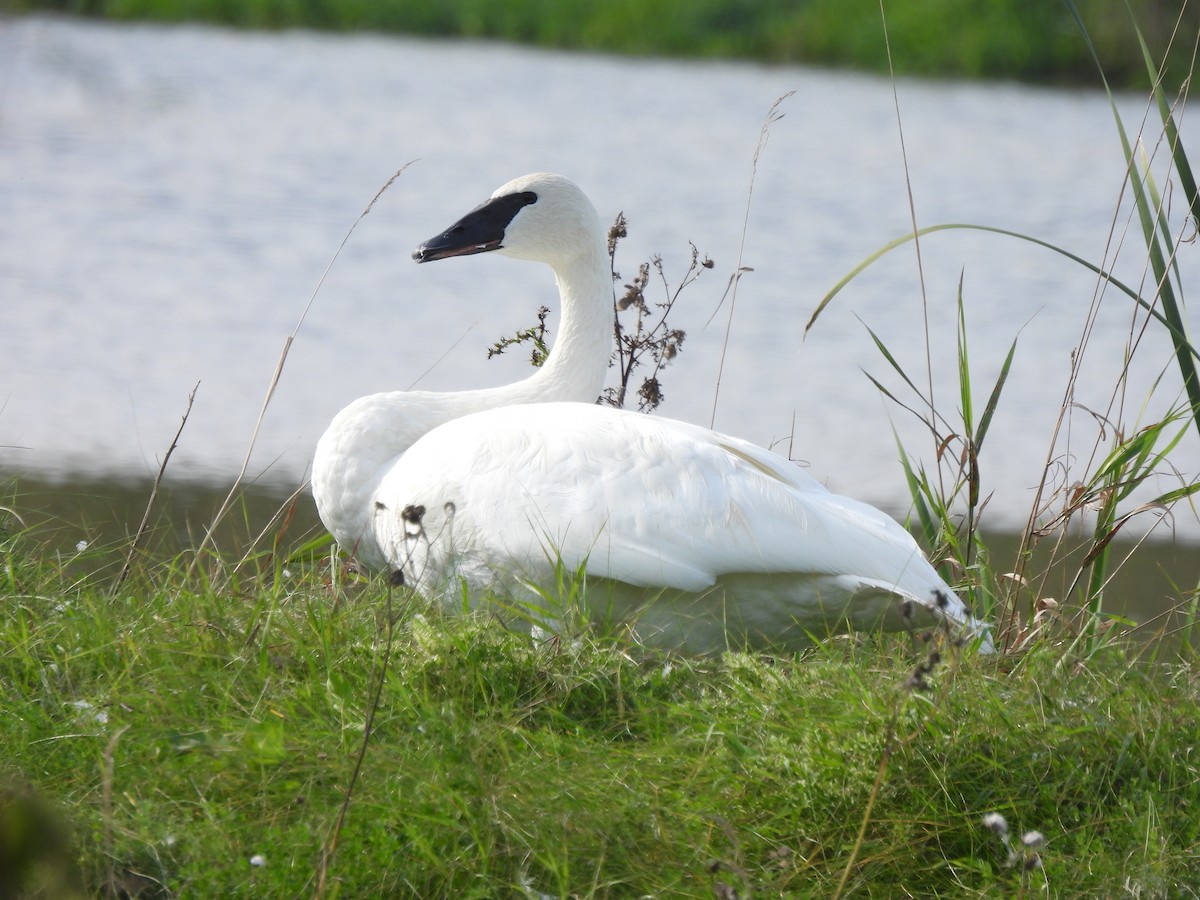 Trumpeter Swan - ML624047943