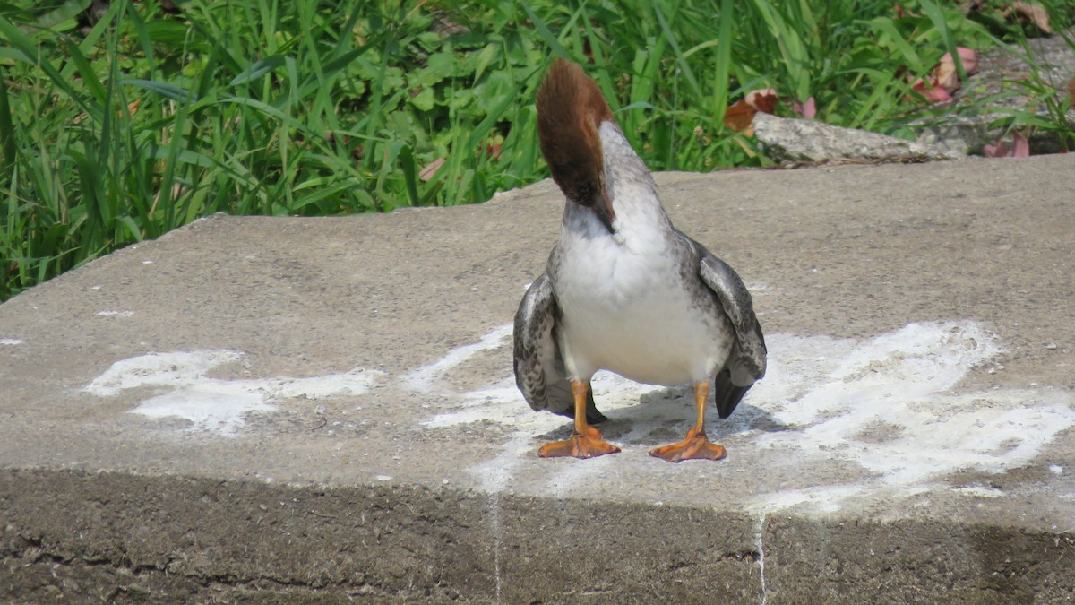 Common Merganser - ML624047953