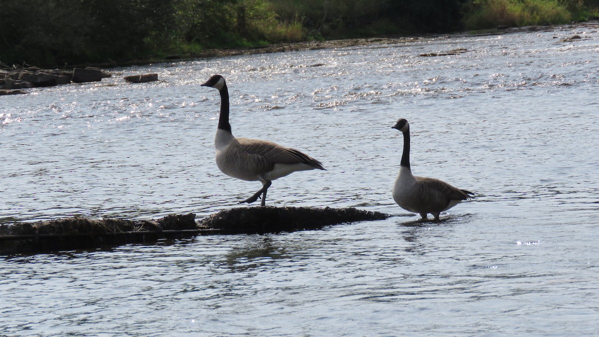 Canada Goose - ML624047971