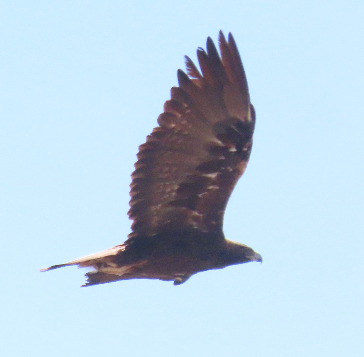 Golden Eagle - ML624047972