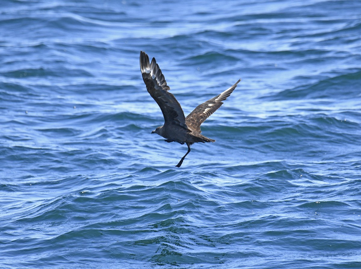 South Polar Skua - ML624047976