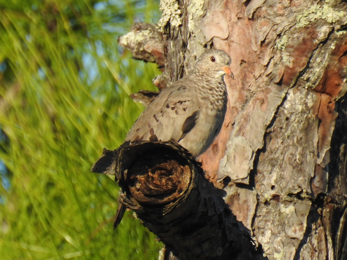 Common Ground Dove - ML624047980