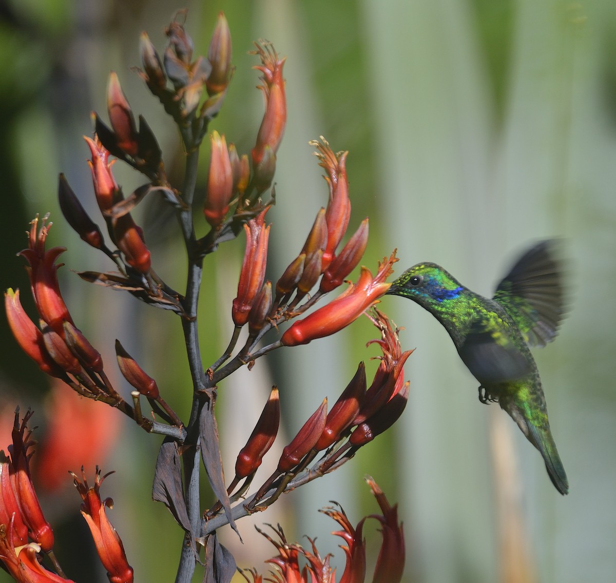 Lesser Violetear - ML624047981