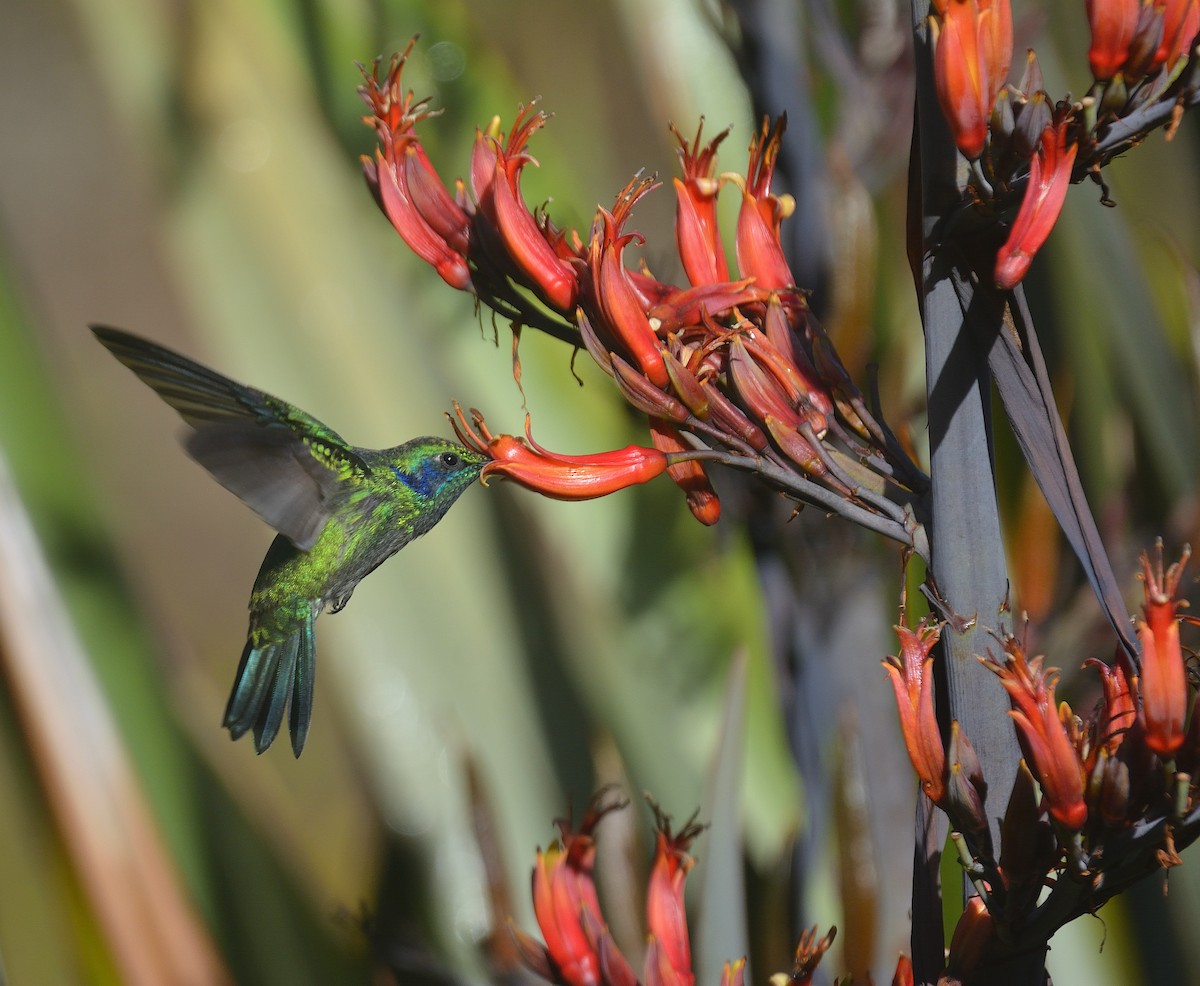 Lesser Violetear - ML624047982