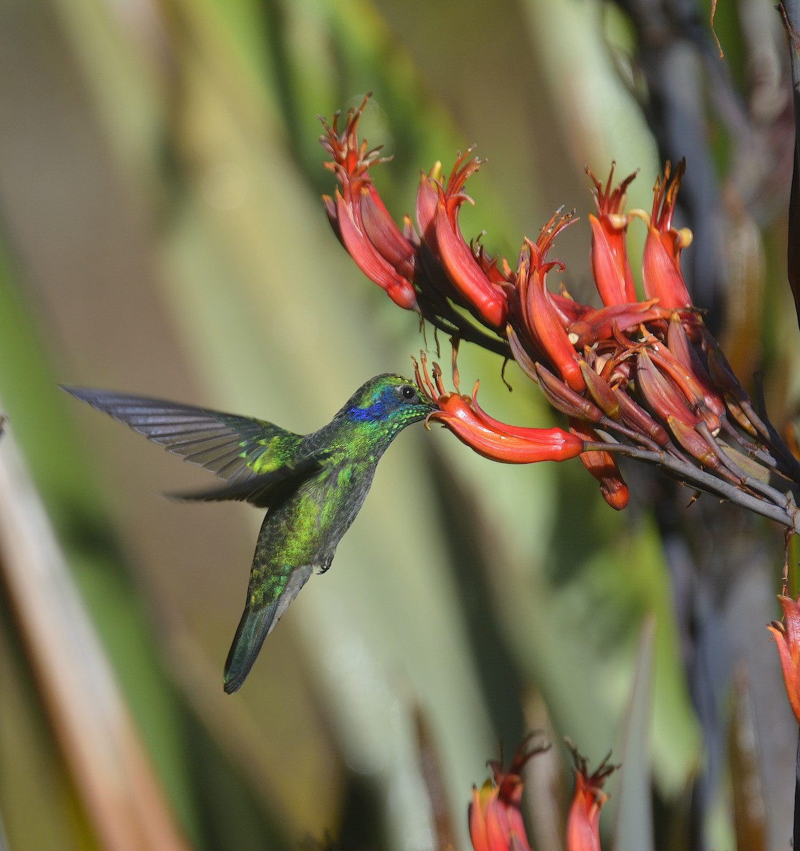 Lesser Violetear - ML624047983