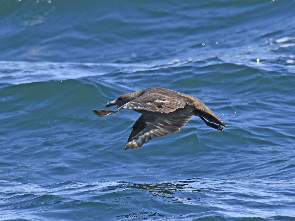 South Polar Skua - ML624047987