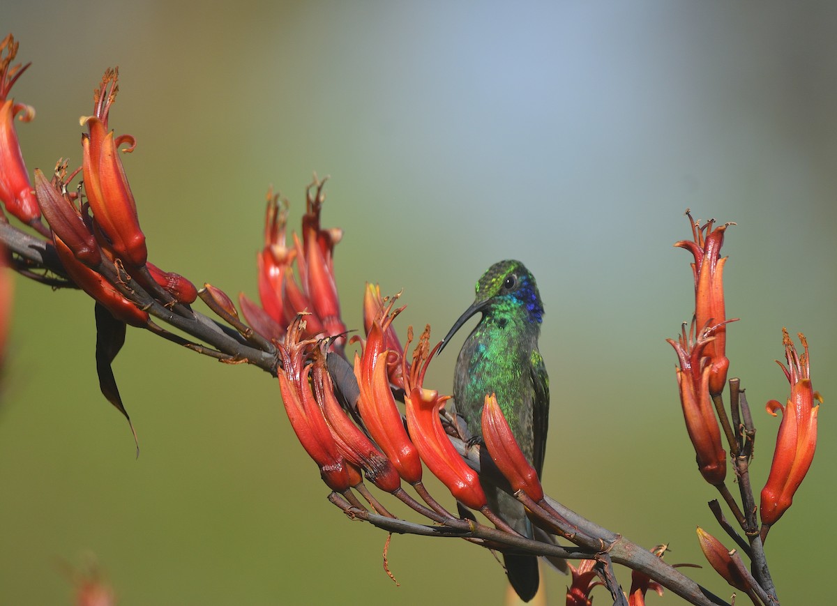 Lesser Violetear - ML624047992