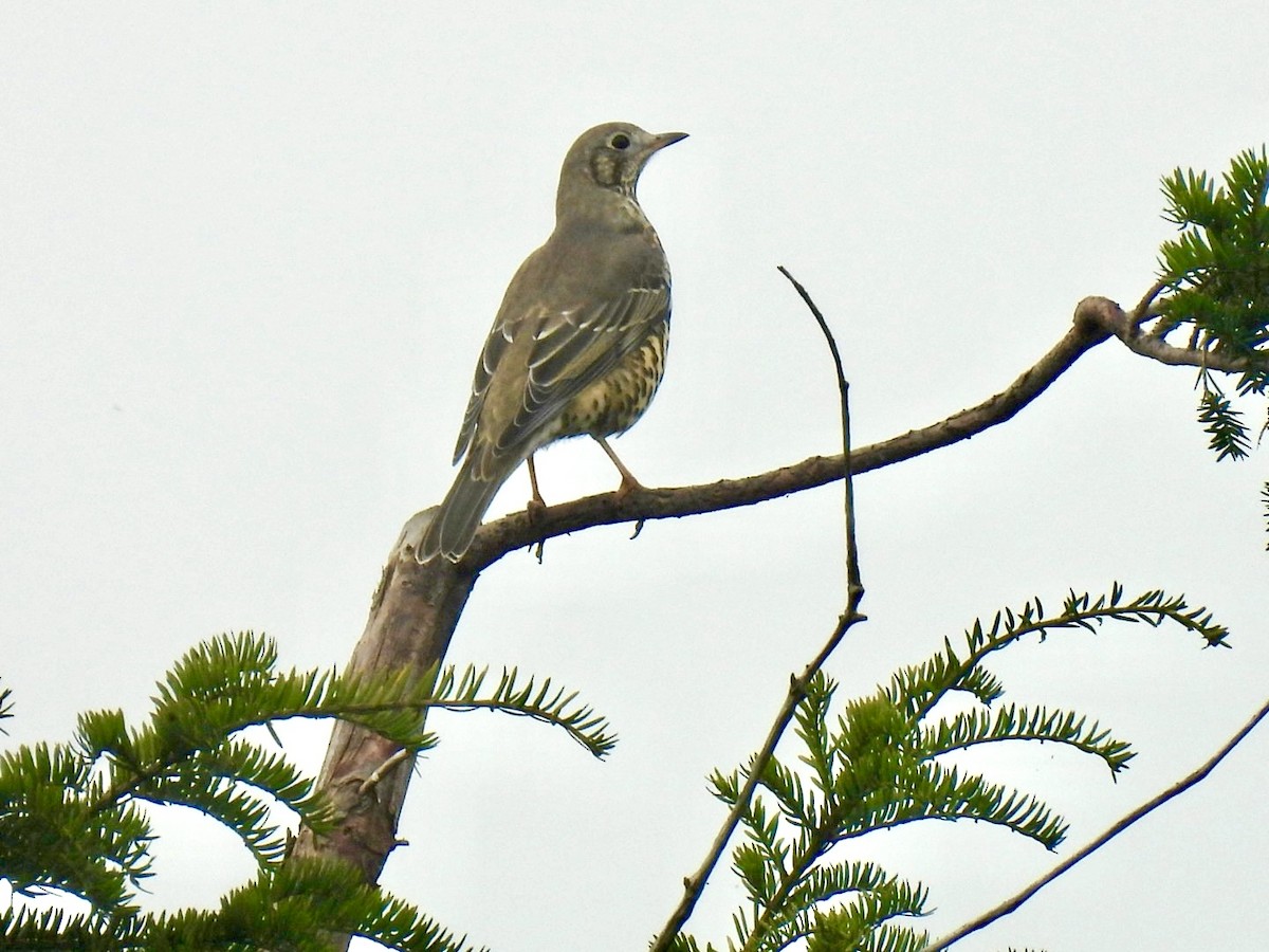 Mistle Thrush - ML624048002