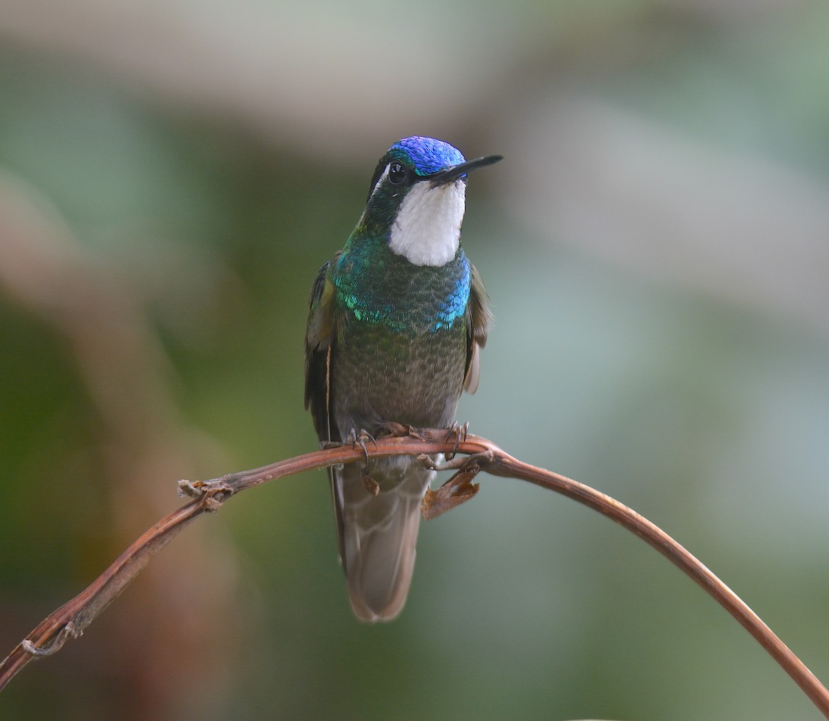 White-throated Mountain-gem - ML624048013