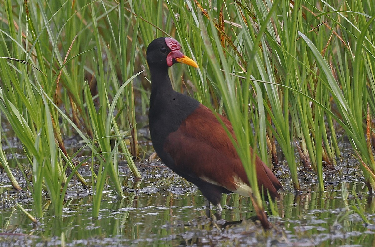 Wattled Jacana - ML624048022