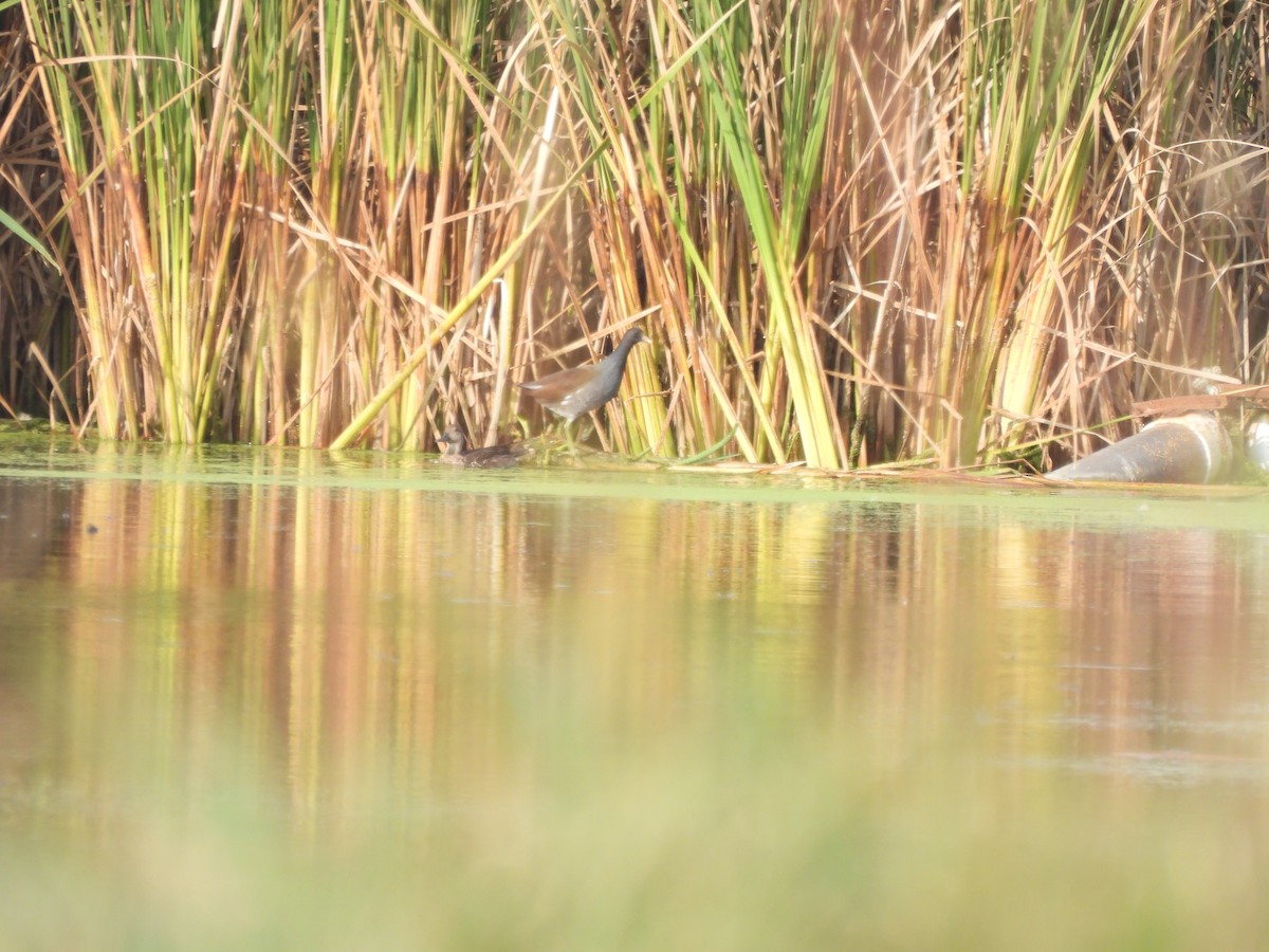 Common Gallinule - ML624048023